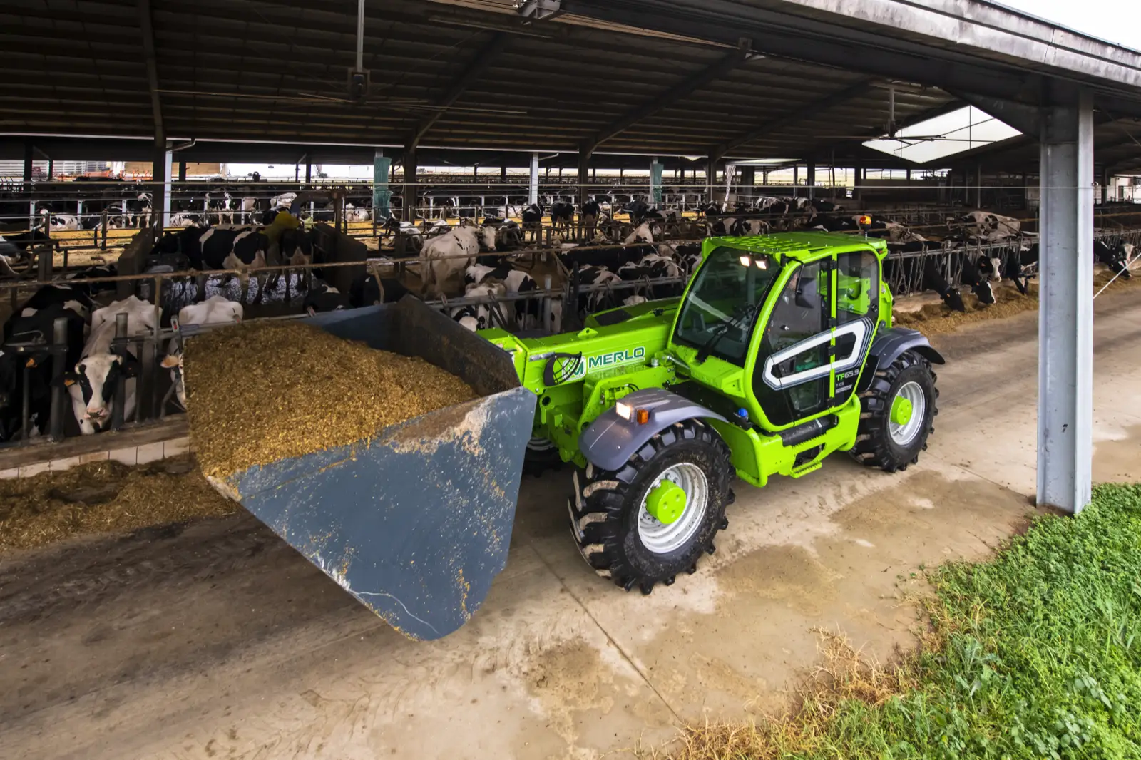 Baureihenbild zu Merlo TF 65.9 T-CS-170-CVTRONIC-HF: Merlo TF65.9 legt im Kuhstall Futter mit der Schaufel vor